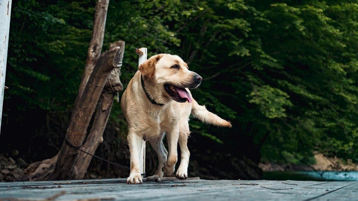 A happy Labrador Retriever dog walking on a wooden deck in a lush green outdoor setting.