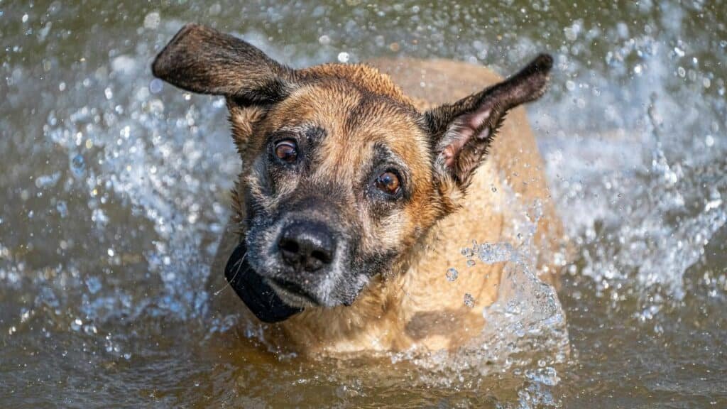 Serene image of a dog playfully shaking off water in a scenic outdoor setting.