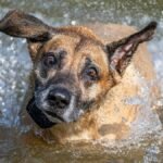 Serene image of a dog playfully shaking off water in a scenic outdoor setting.
