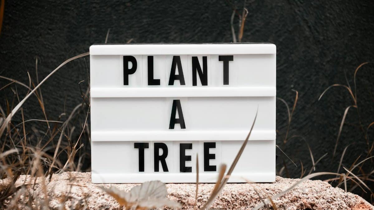 Close-up view of a letter board with the message 'Plant a Tree' placed outdoors among nature.