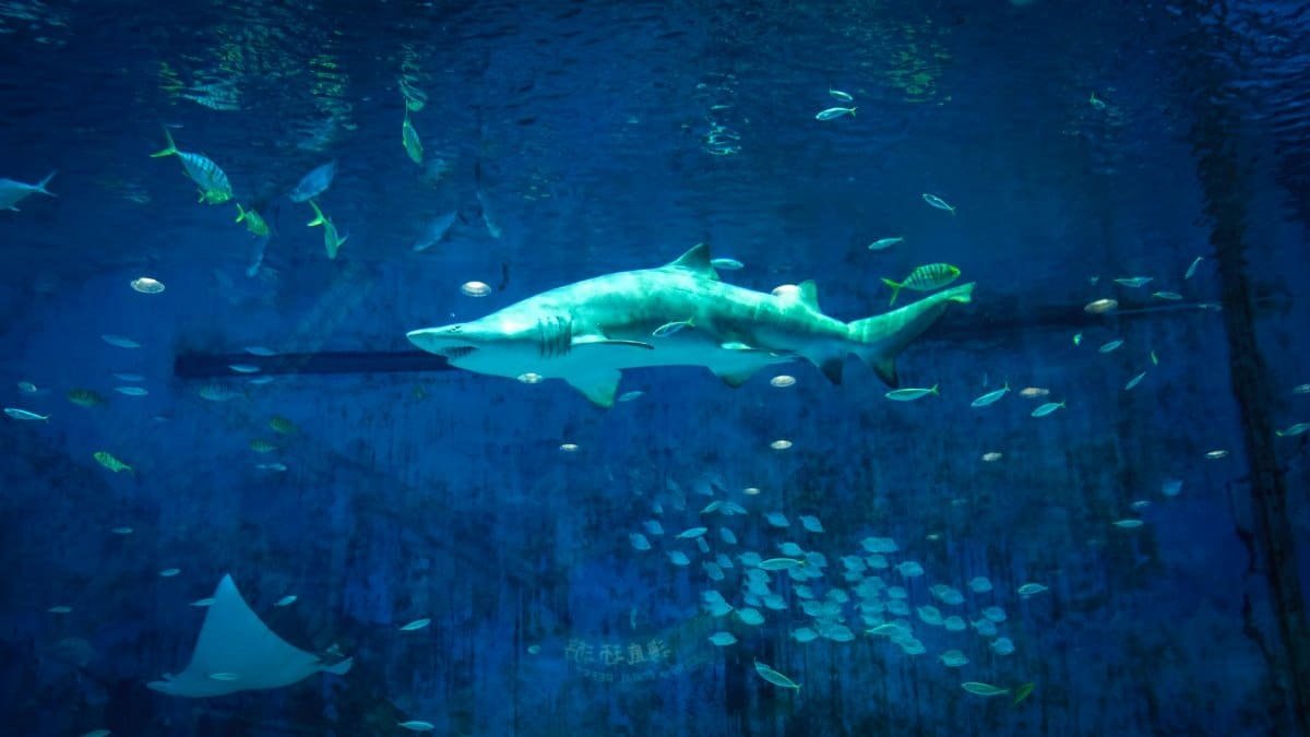 A vibrant underwater scene featuring a shark and various fish in a Beijing aquarium.