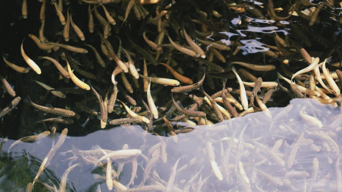 A vibrant school of small fish swimming in clear waters in Georgia, showcasing natural aquatic life.