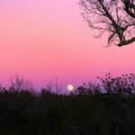 Stunning sunset with vibrant colors over a silhouetted forest and tree in Georgia, USA.