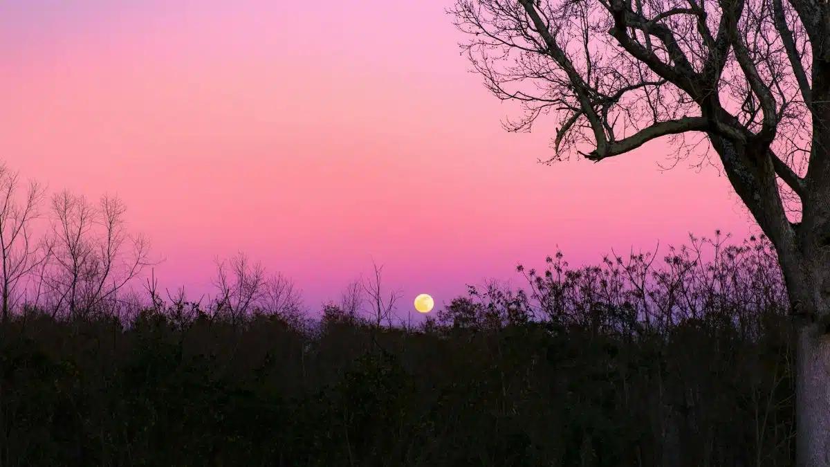 Stunning sunset with vibrant colors over a silhouetted forest and tree in Georgia, USA.