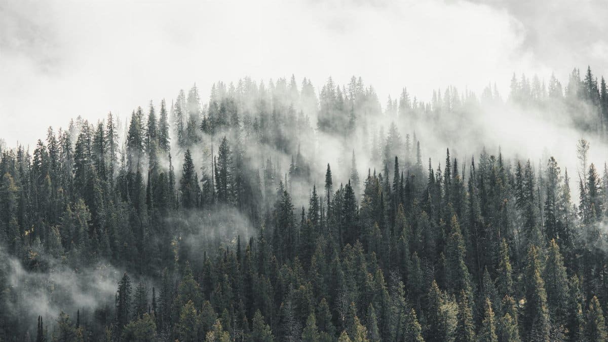A serene view of a misty pine forest shrouded in thick fog, capturing nature's tranquility.