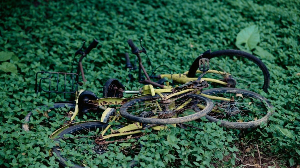 Two rusted bicycles lie abandoned and overgrown on lush green foliage outdoors.