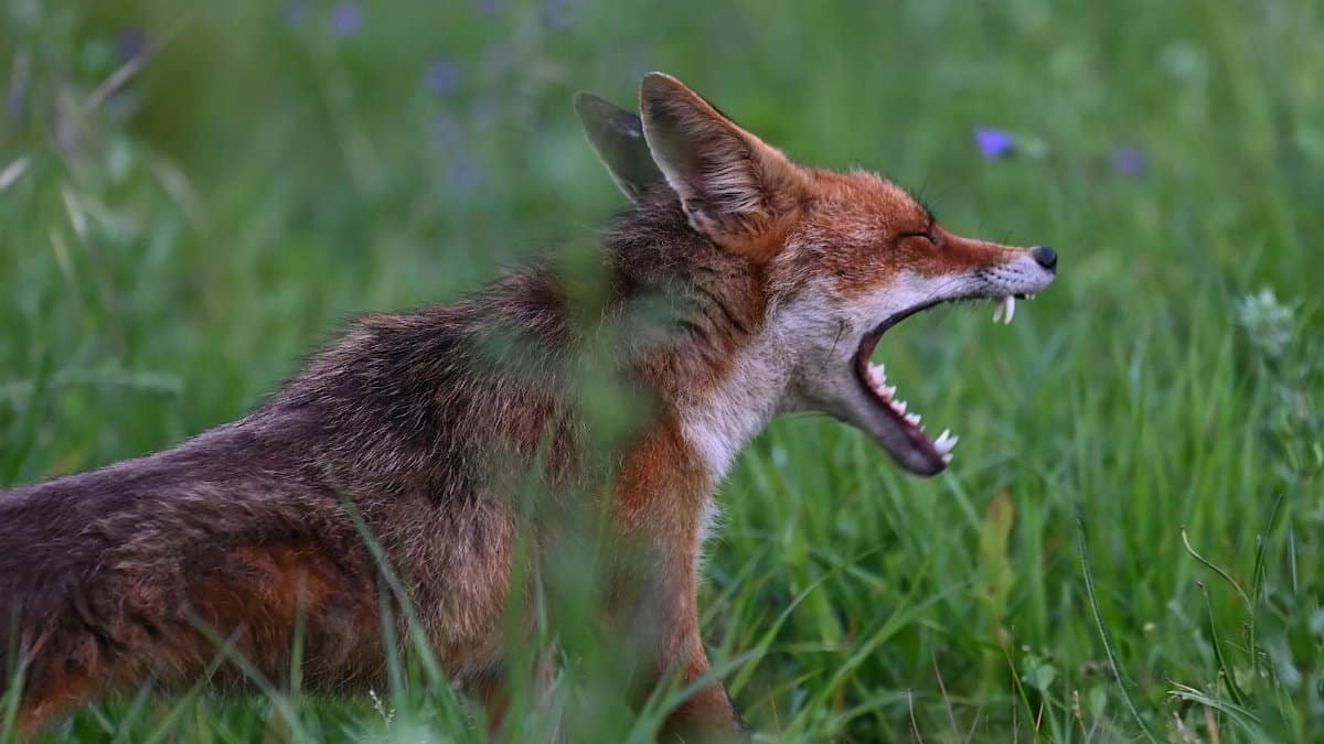 A wild red fox showing its teeth while standing in a lush green field.