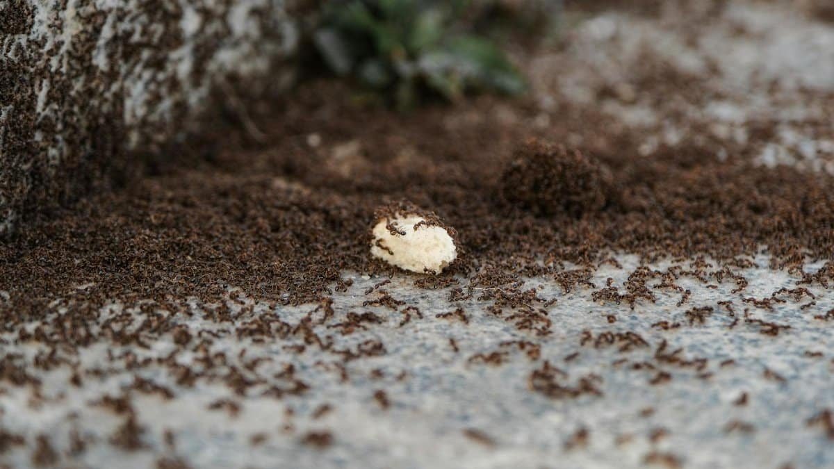 A large colony of ants swarming over a piece of food outdoors on a stone surface.