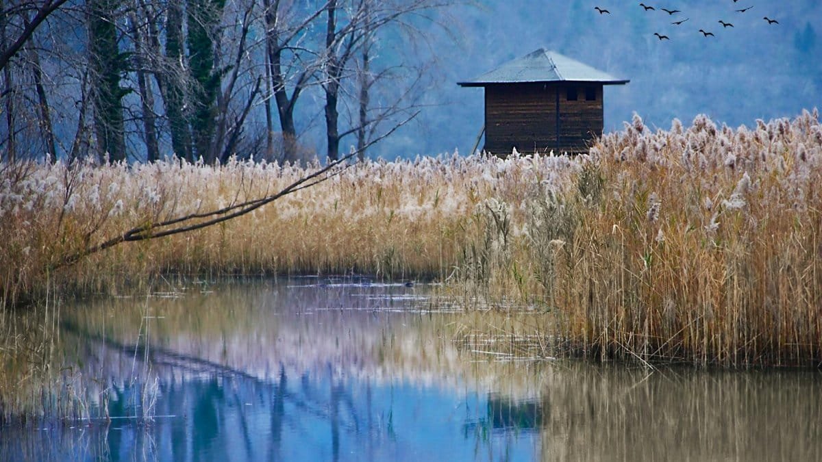 Tranquil lakeside scene featuring a rustic cabin, tall reeds, and a flock of birds in flight.