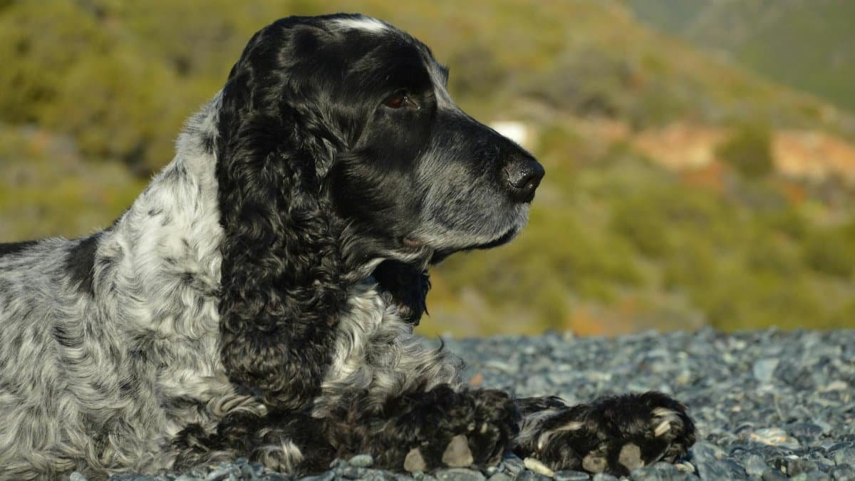A Cocker Spaniel dog relaxing outdoors with scenic nature in Ogliastro, Corse.