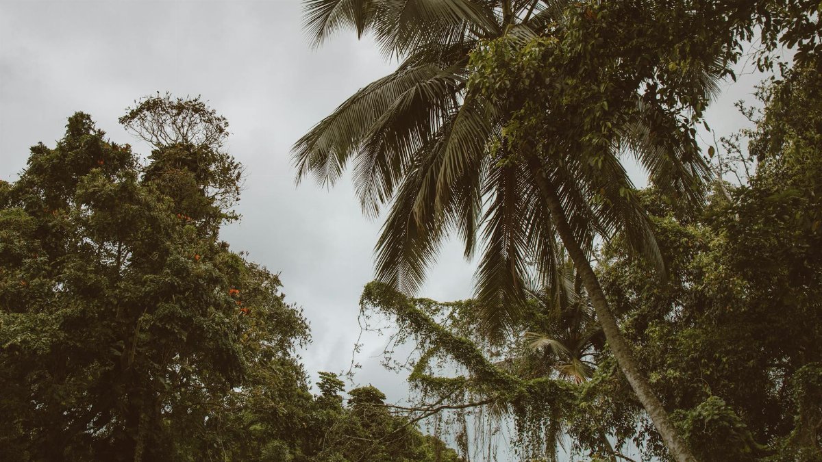 Lush tropical trees with palm leaves under a cloudy sky in Honolulu, Hawaii.