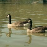 Two Canada geese gently floating on Central Park lake in New York City.