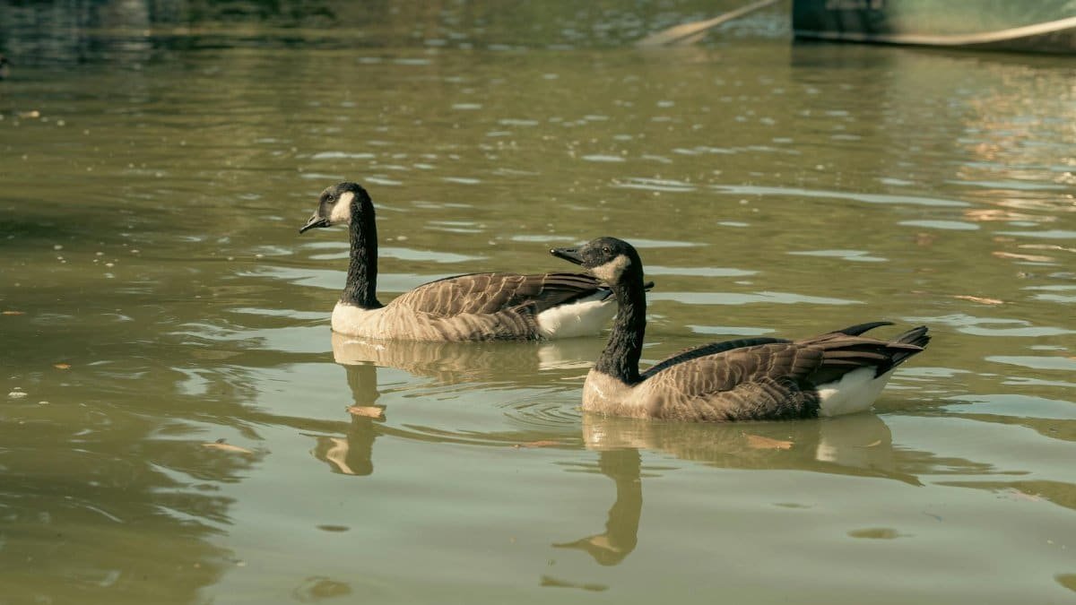 Two Canada geese gently floating on Central Park lake in New York City.