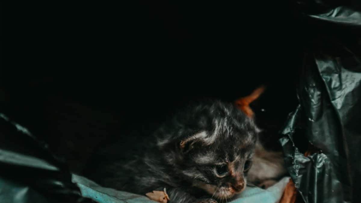 A small tabby kitten peeks out from a dark cozy blanket, embodying warmth and comfort.