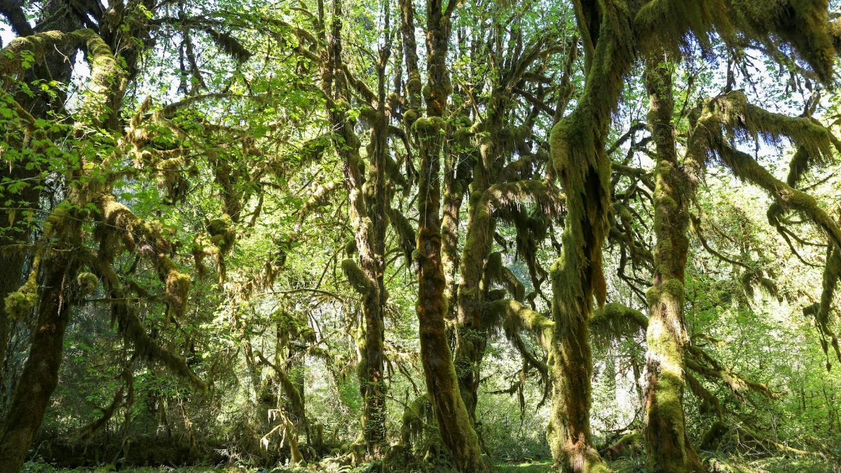 Lush green landscape of moss-covered trees in Hoh Rainforest, Olympic National Park, Washington.