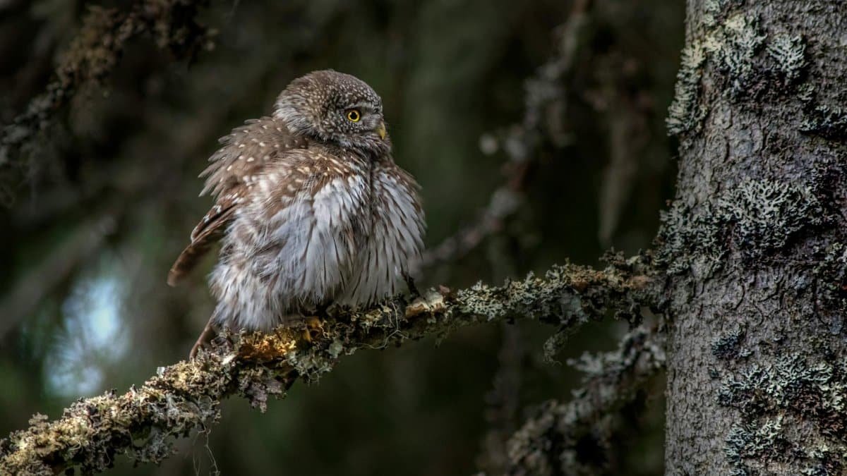 Close-up of an Eurasian pygmy owl (Glaucidium passerinum) perched on a tree branch in a dense forest.