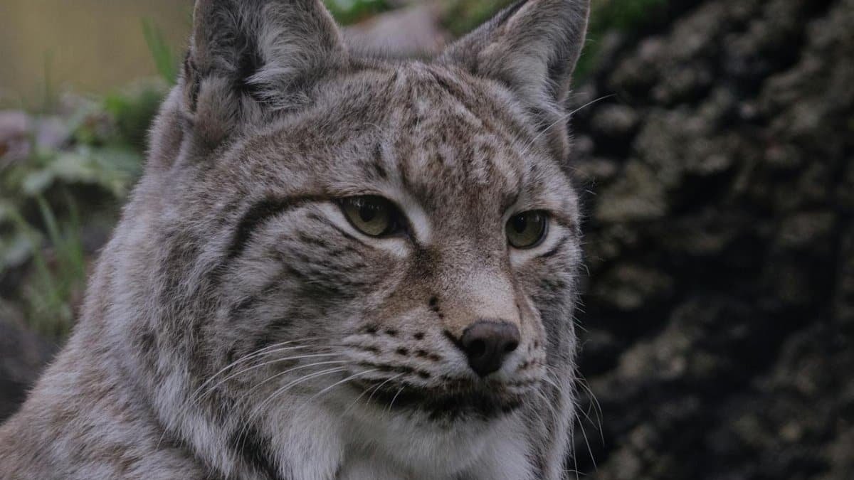 Intimate portrait of a lynx among trees in a natural woodland setting.