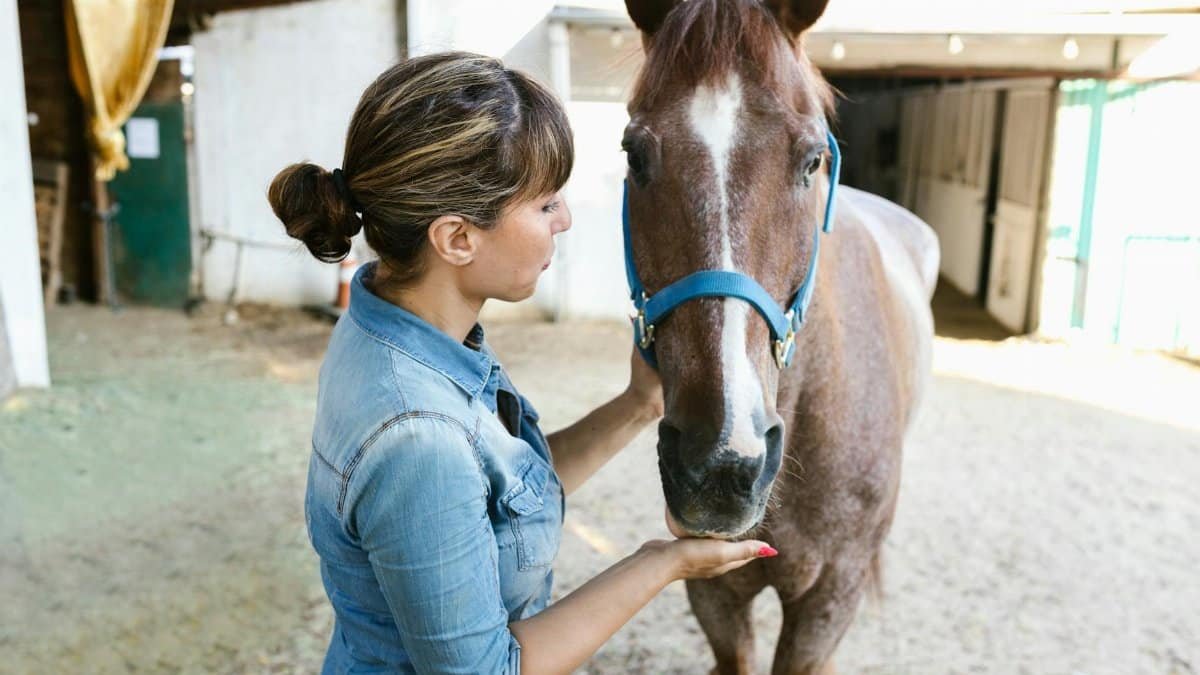 A woman in denim interacting with a brown horse in a stable setting, highlighting care and connection.