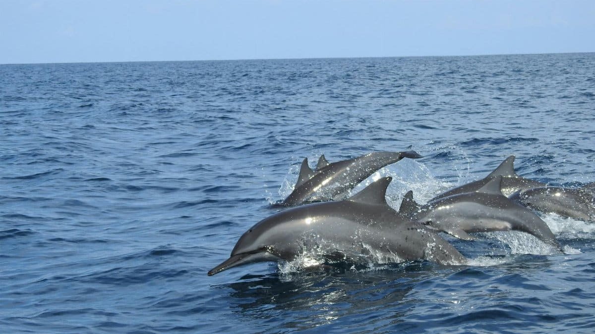 A pod of dolphins gracefully swimming in the blue ocean off the coast of Sri Lanka.