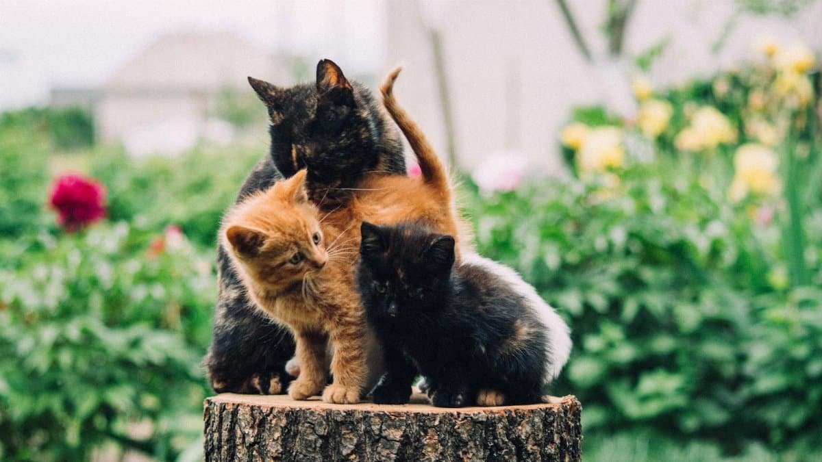 Three playful kittens on a tree stump surrounded by colorful flowers in a sunny garden.