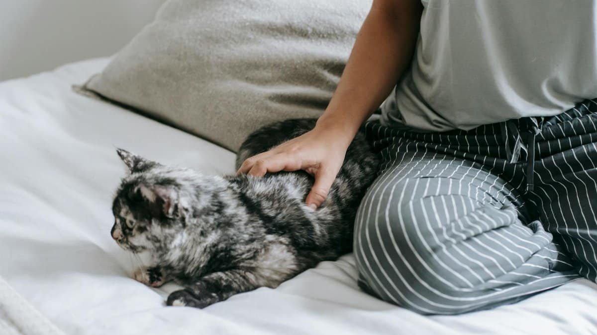 High angle of crop unrecognizable young female owner in casual clothes recreating on comfortable bed and caressing soft cute cat
