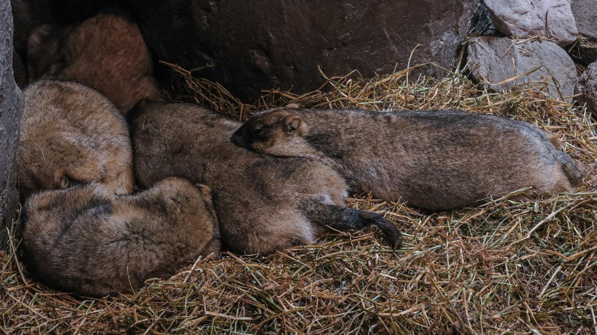 Group of rock hyraxes sleeping in a sheltered rocky burrow with straw bedding.