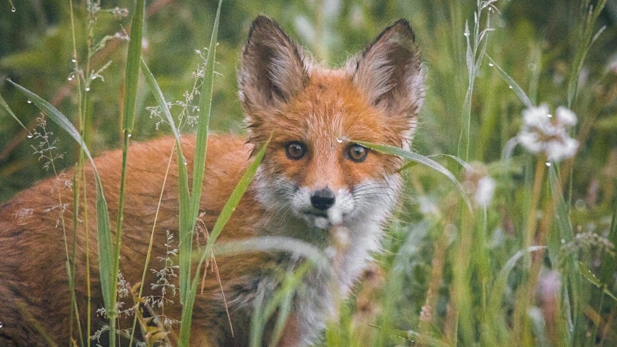 A young red fox peeking through grass in the wild, Krasnoyarsk Krai, Russia.