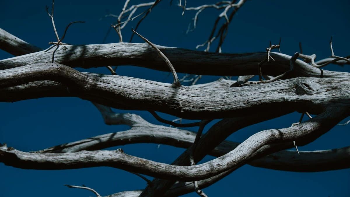 Artistic capture of driftwood branches set against a stark blue sky in San Diego.