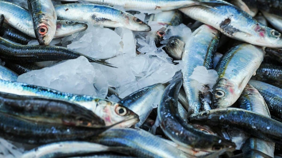 Close-up of fresh sardines on ice at a seafood market, highlighting freshness and quality.