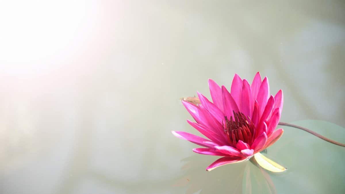 A bright pink lotus flower floating peacefully on serene water, capturing nature's elegance.