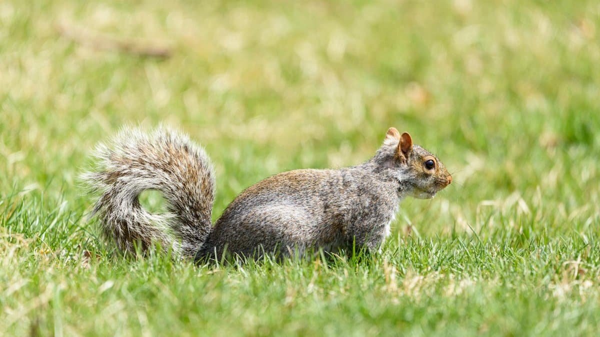 A gray squirrel foraging in lush green grass, showcasing natural wildlife behavior.