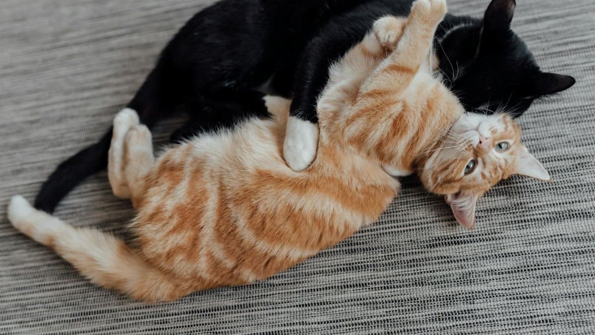 Two playful cats, a tabby and a black cat, cuddling on a gray carpet indoors.