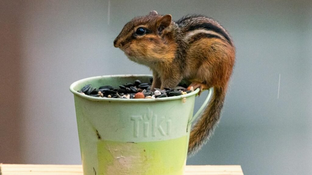 An Eastern chipmunk perches on a green pot filled with seeds, captured in Canonsburg, Pennsylvania.