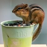 An Eastern chipmunk perches on a green pot filled with seeds, captured in Canonsburg, Pennsylvania.