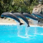 Four dolphins leaping in sync during a sunny day aquarium show.