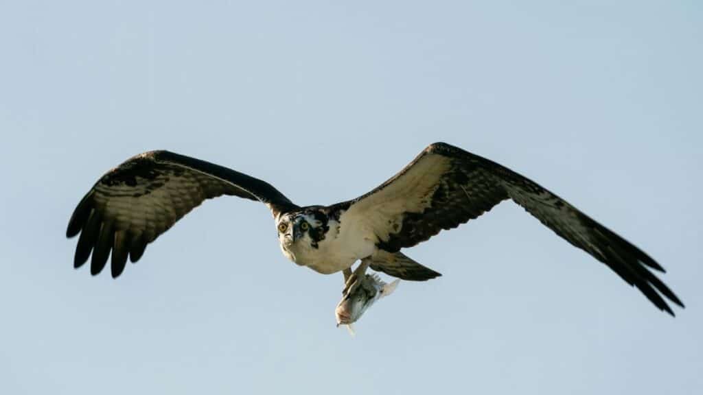 An osprey flies gracefully over Dunedin, Florida, carrying its fresh fish catch.