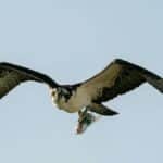 An osprey flies gracefully over Dunedin, Florida, carrying its fresh fish catch.