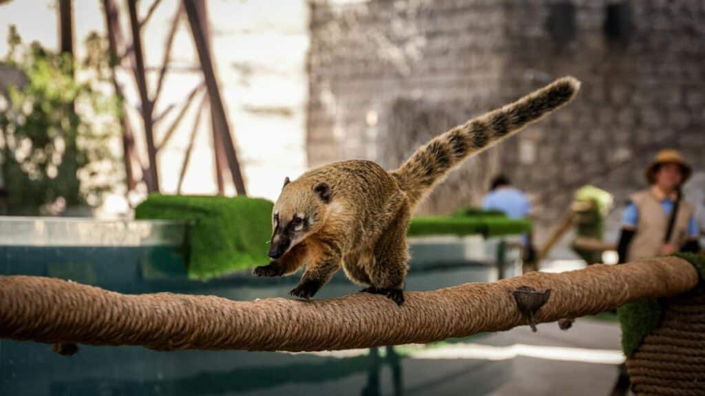 Free stock photo of animals, conservation, exotic animals