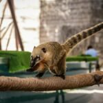 Free stock photo of animals, conservation, exotic animals