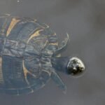 A detailed view of a turtle swimming in a South Carolina pond, showcasing its intricate shell patterns.