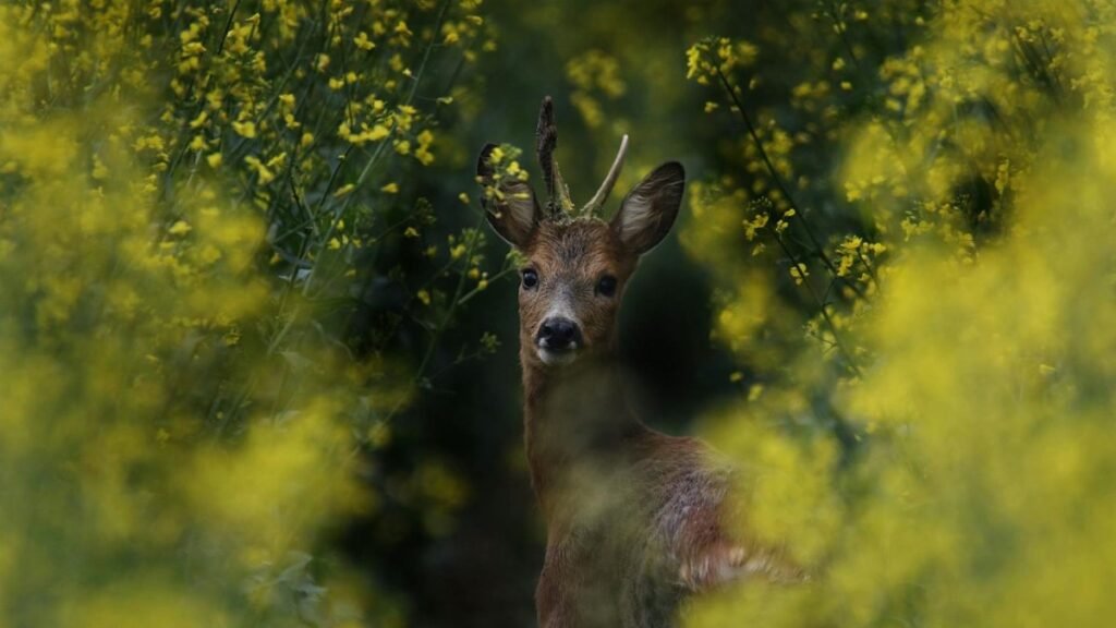 Roe deer with small antlers surrounded by vibrant yellow flowers, showcasing spring wildlife.