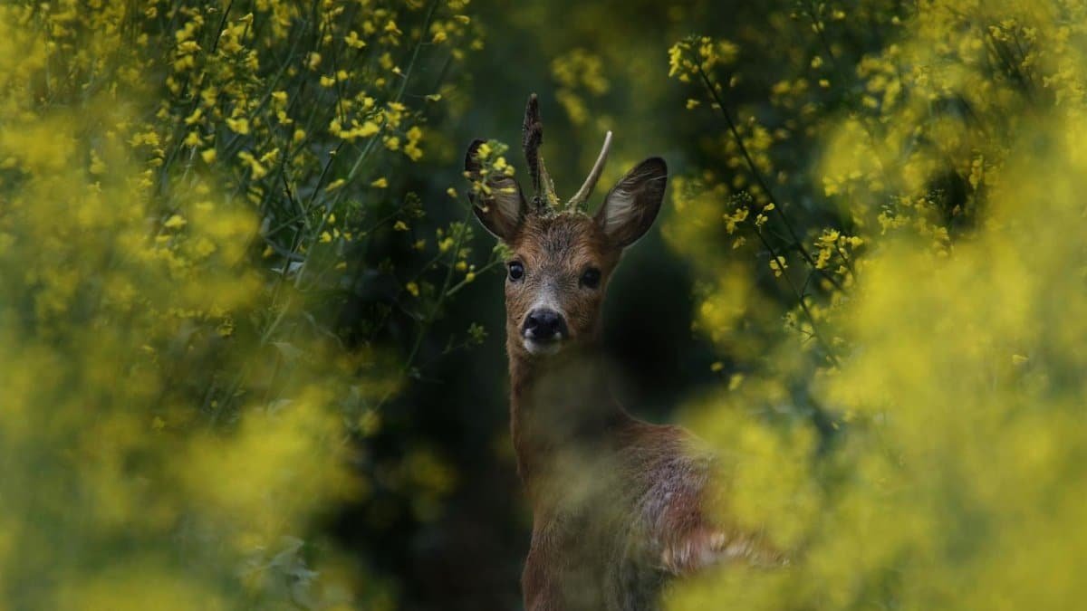 Roe deer with small antlers surrounded by vibrant yellow flowers, showcasing spring wildlife.