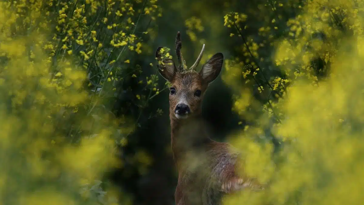 Roe deer with small antlers surrounded by vibrant yellow flowers, showcasing spring wildlife.