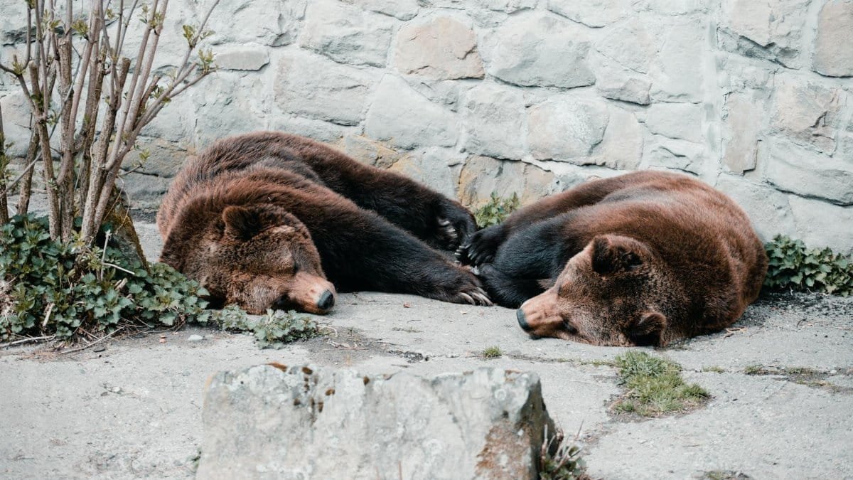 Two grizzly bears resting peacefully outdoors against a brick wall, depicting serene wildlife.