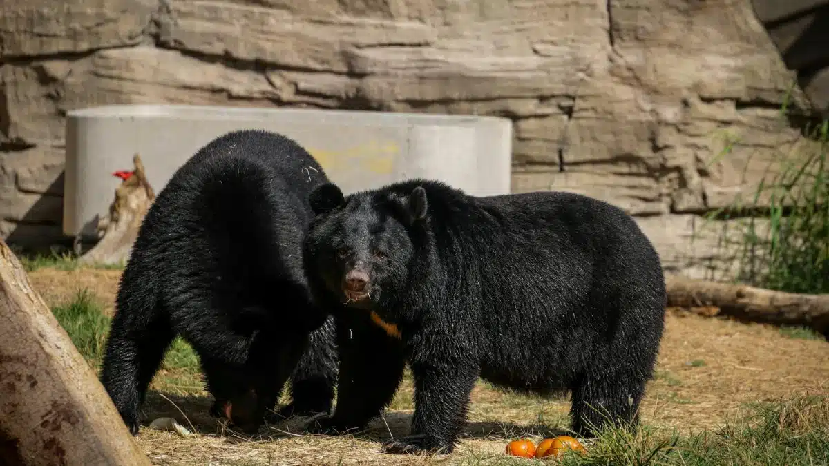 Two black bears explore their outdoor habitat, showcasing wildlife in a natural setting.