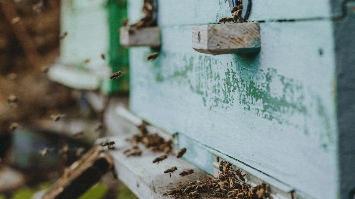 Bees buzzing around the entrance of a blue beehive, showcasing active beekeeping.