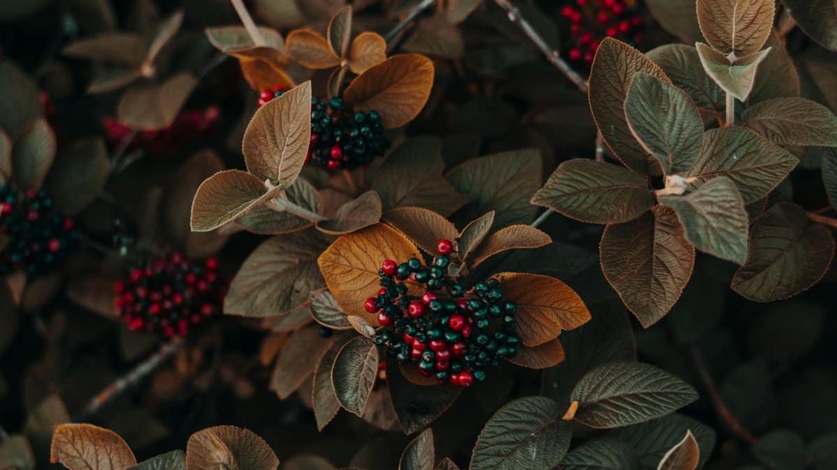 Close-up of autumn leaves and colorful berries, creating a vivid natural pattern.