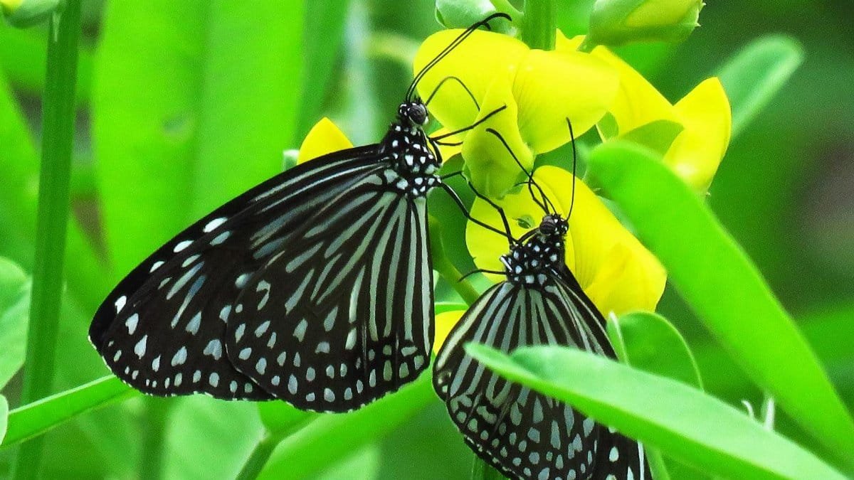 Two butterflies on yellow flowers amidst lush green leaves, showcasing nature's beauty.