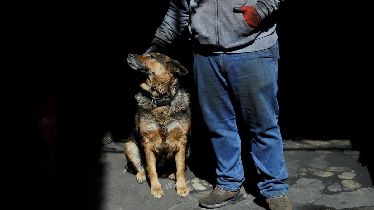 A man in casual attire stands with a loyal dog under dramatic lighting, creating shadows.