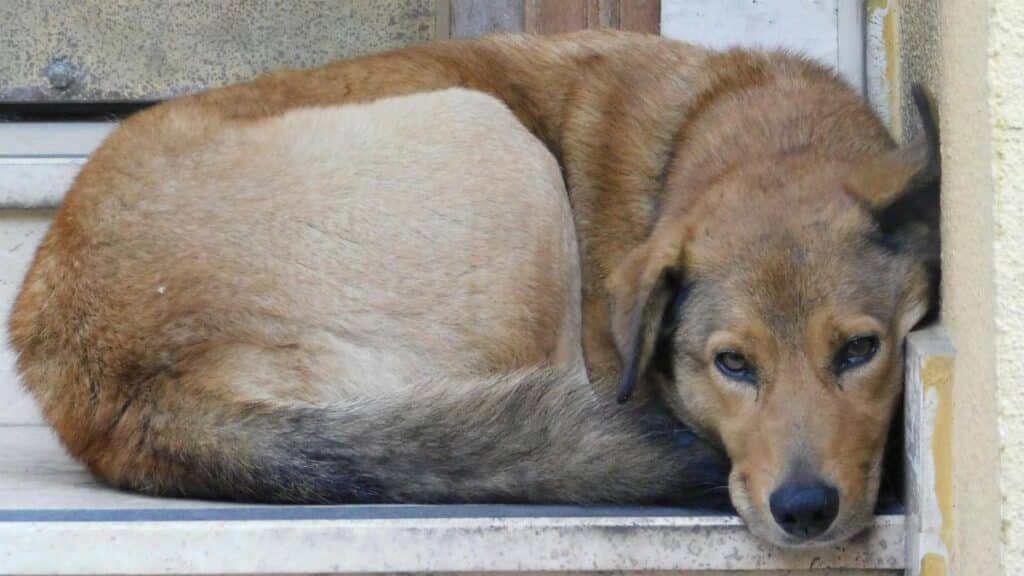 A peaceful brown dog relaxes on outdoor steps, embodying relaxation and serenity.